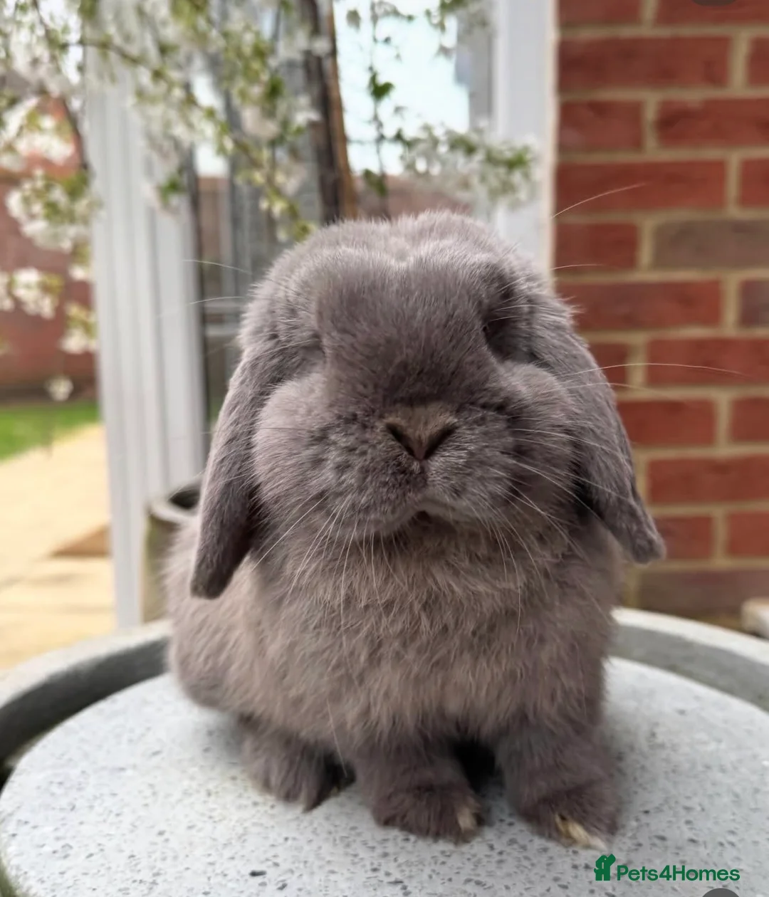 Mini Lop rabbits for sale: Outstanding Lines, Purebred Mini Lop - Advert 3