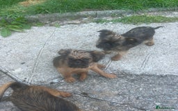Griffon Bruxellois dogs for sale: Wolfy - Image 12