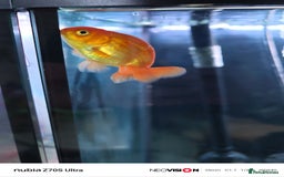 Fancy Goldfish fish for sale: Fancy gold fish orandas  - Image 7