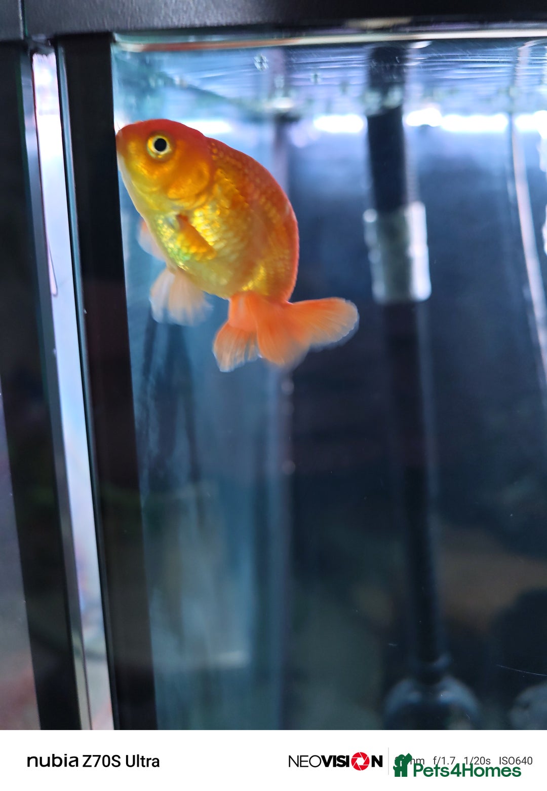 Fancy Goldfish fish for sale: Fancy gold fish orandas  - Image 7
