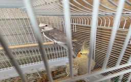Cockatiels birds for sale: Breeding Pair Cockatiels  - Image 1