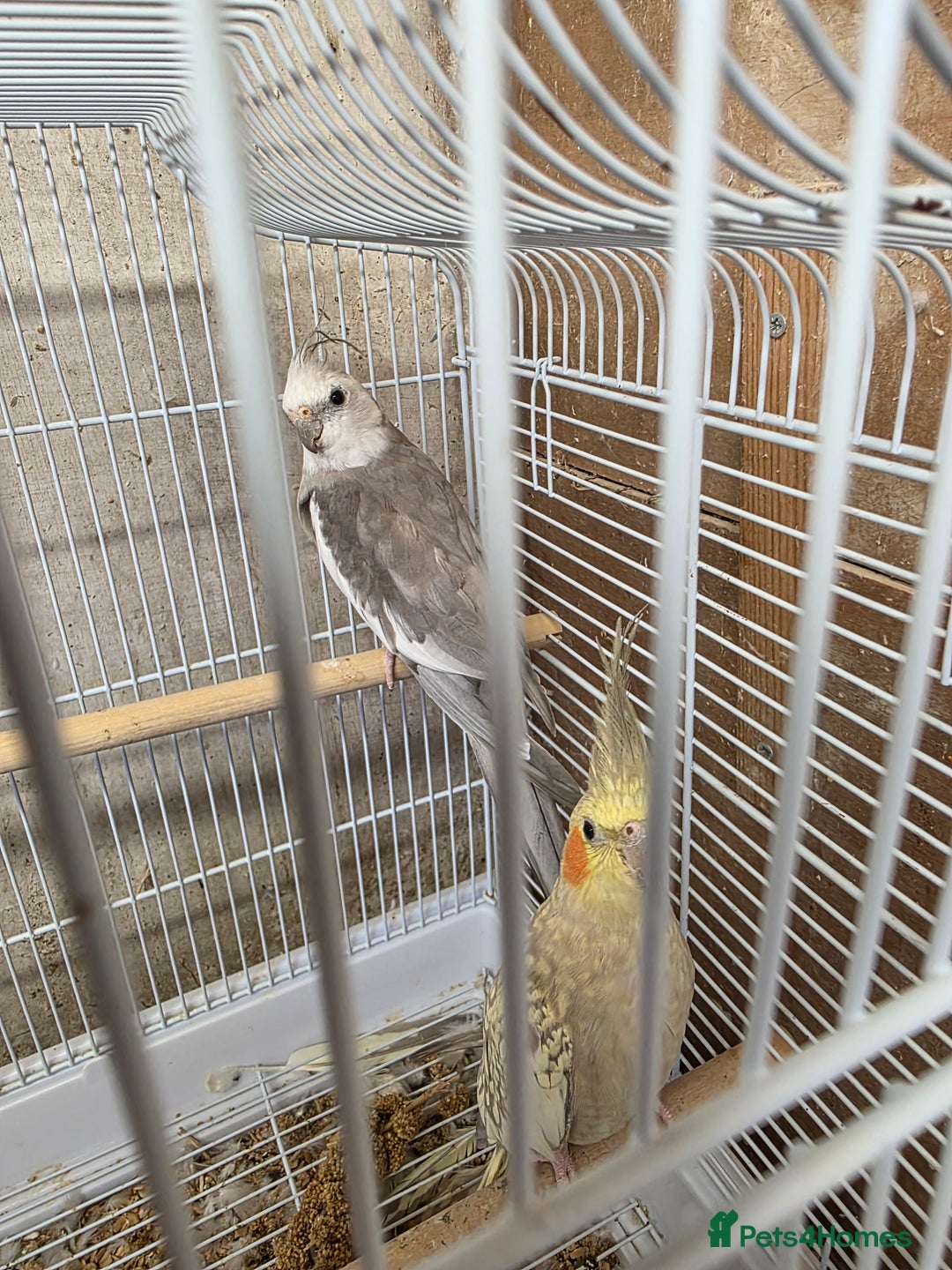 Cockatiels birds for sale: Breeding Pair Cockatiels  - Image 1