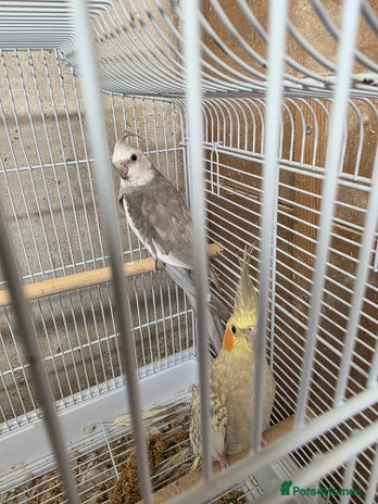 Cockatiels birds - Advert 7