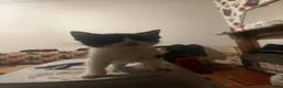 Mixed Breed cats for sale: Two Stunning Kittens in Bradford - Advert 2