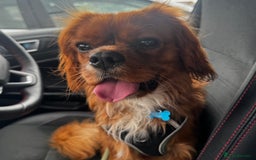 Cavalier King Charles Spaniel dogs for stud: Ruby Red Cavalier King Charles Spaniel - Image 2