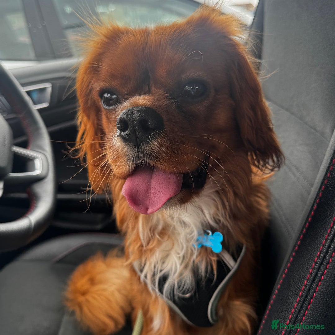 Cavalier King Charles Spaniel dogs for stud: Ruby Red Cavalier King Charles Spaniel - Image 2