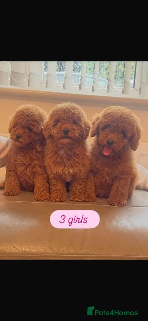 Toy Poodle dogs 5 GORGEOUS RED KC REGISTERED TOY POODLES   - Advert 2