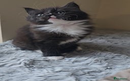 Ragdoll cats for sale: *READY NOW* RAGDOLL CROSS LONG-HAIRED - Image 14