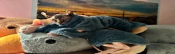 Sphynx cats for sale: Beautiful SphynxBoys Looking for the Perfect Home  - Advert 3