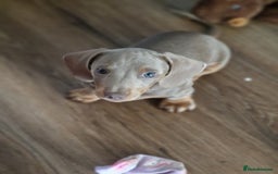 Dachshund dogs for sale: *Ready To Leave* Beautiful Dachsund Girl - 9 Weeks - Image 2