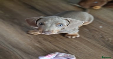 Dachshund dogs - Advert 7