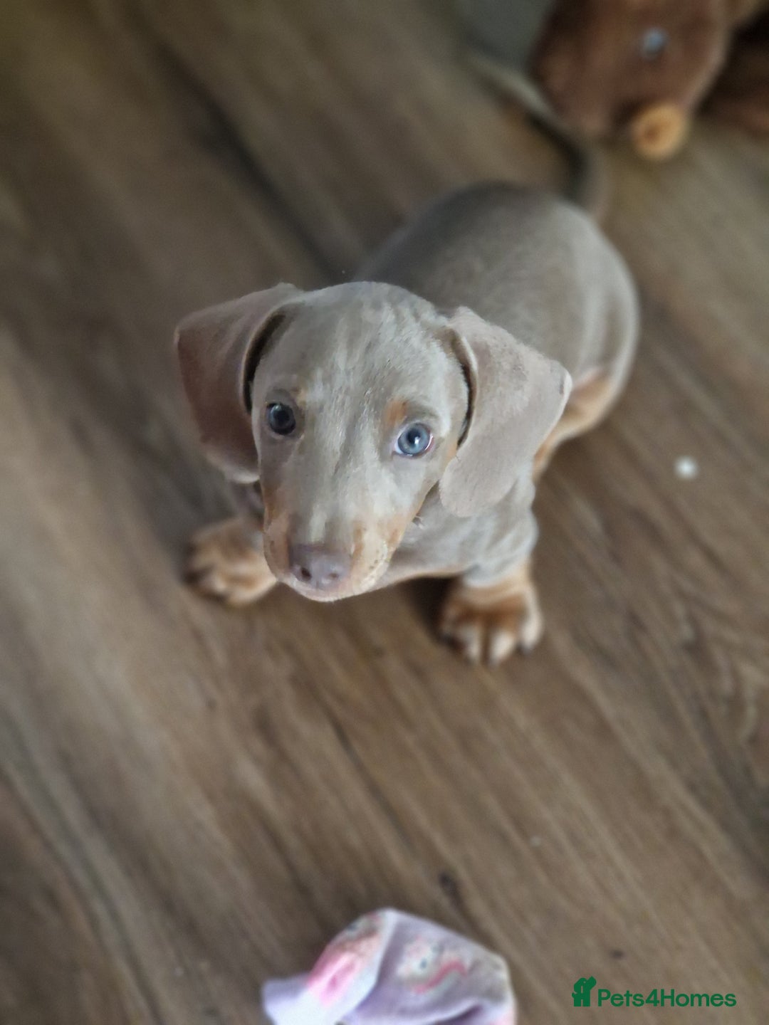 Dachshund dogs for sale: *Ready To Leave* Beautiful Dachsund Girl - 9 Weeks - Image 2