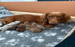 Dachshund dogs for sale: Miniature Dachshund Litter - Image 1