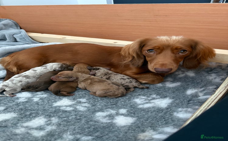 Dachshund dogs - Advert 5