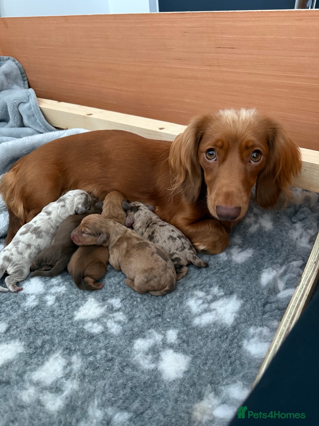 Dachshund dogs for sale: Miniature Dachshund Litter - Image 1