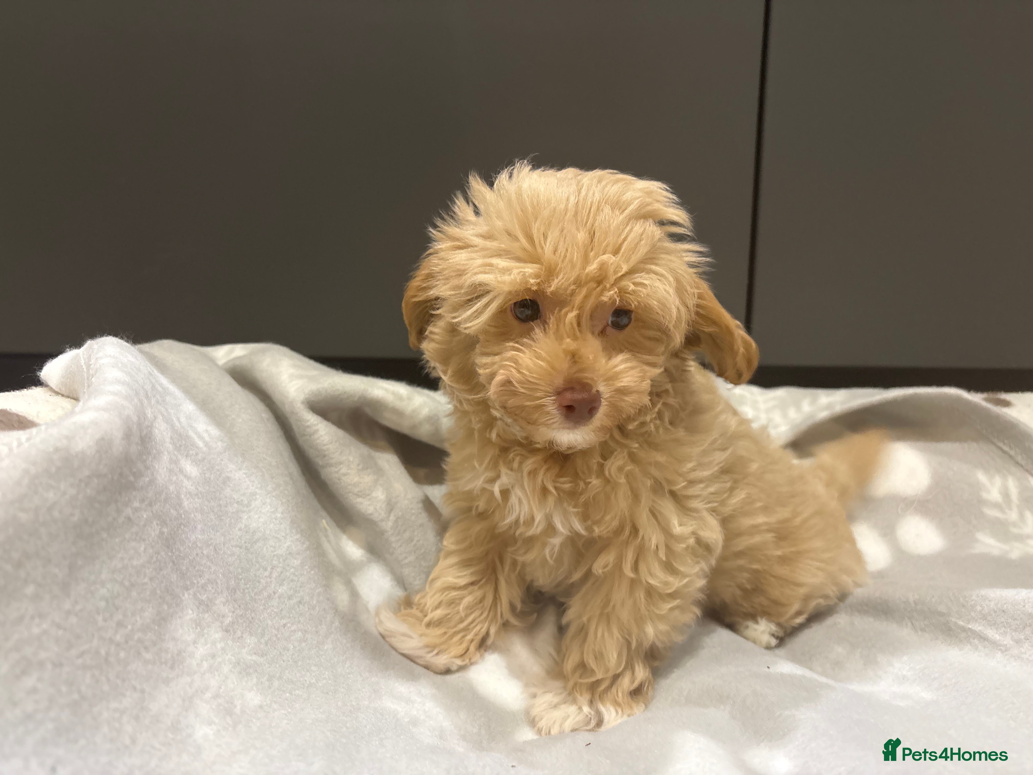 Maltipoo dogs Multipoo Puppies For Sale - Advert 2