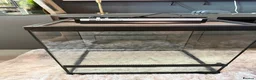 Mixed Breed reptiles for sale: Exo tera pro  - Advert 2