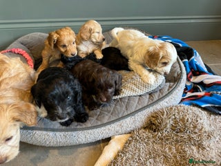 Mixed Breed dogs Sprockerpoo puppies for sale - Advert 2