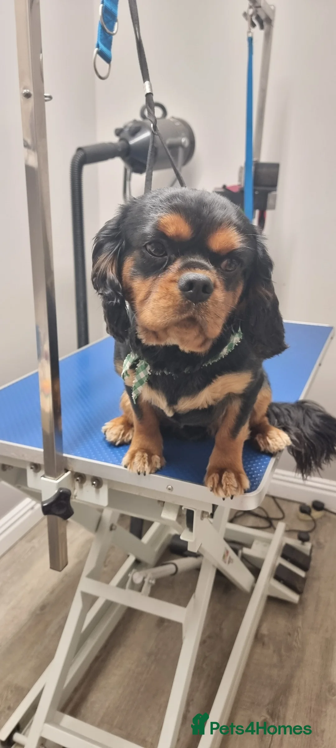 Cavalier King Charles Spaniel dogs for stud: Stud only in Doncaster - Advert 6