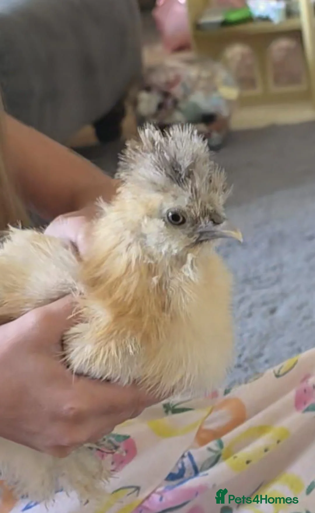 Chickens poultry for sale: 2 x Silkie Chicks  - Advert 5