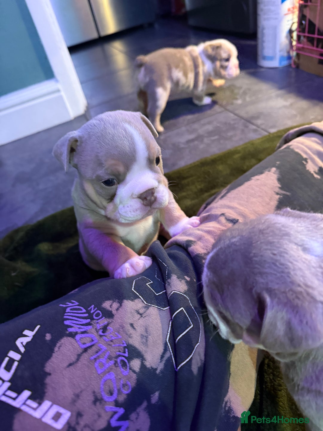 English Bulldog dogs for sale: 👑 Ziggy 👑 English bulldog  - Advert 3