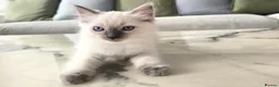 Ragdoll cats for sale: 🤍 Pure Ragdoll Boy Blue Point Kitten Ready Now - Advert 4
