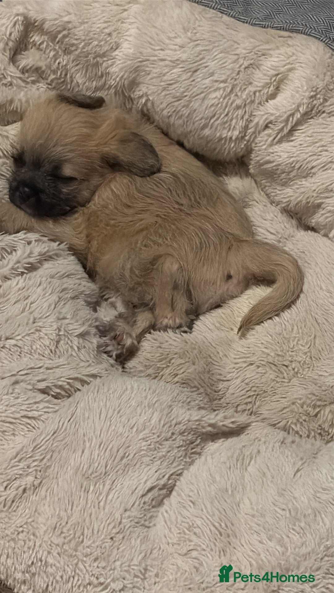 Mixed Breed dogs for sale: Beautiful Froodle pups dad pink carrier - Image 17