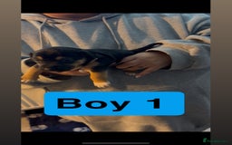 Jack Russell dogs for sale: Jack Russell puppy’s  - Image 13