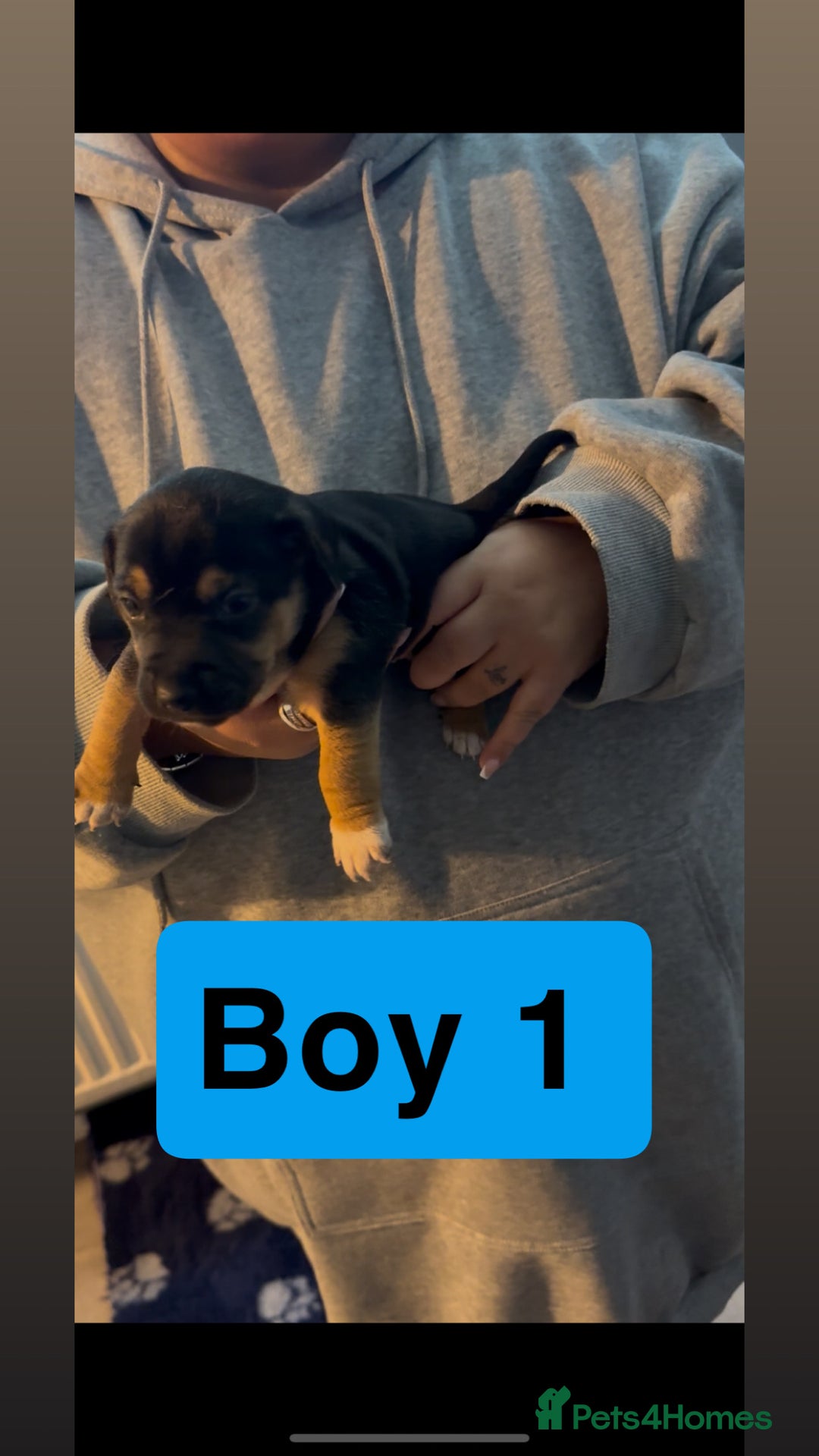 Jack Russell dogs for sale: Jack Russell puppy’s  - Image 13