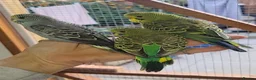 Budgerigars birds for sale: Budgies for sale - Advert 6