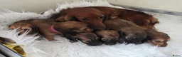 Miniature Dachshund dogs for sale: STUNNING KC SHADED RED LONG HAIR - Advert 34