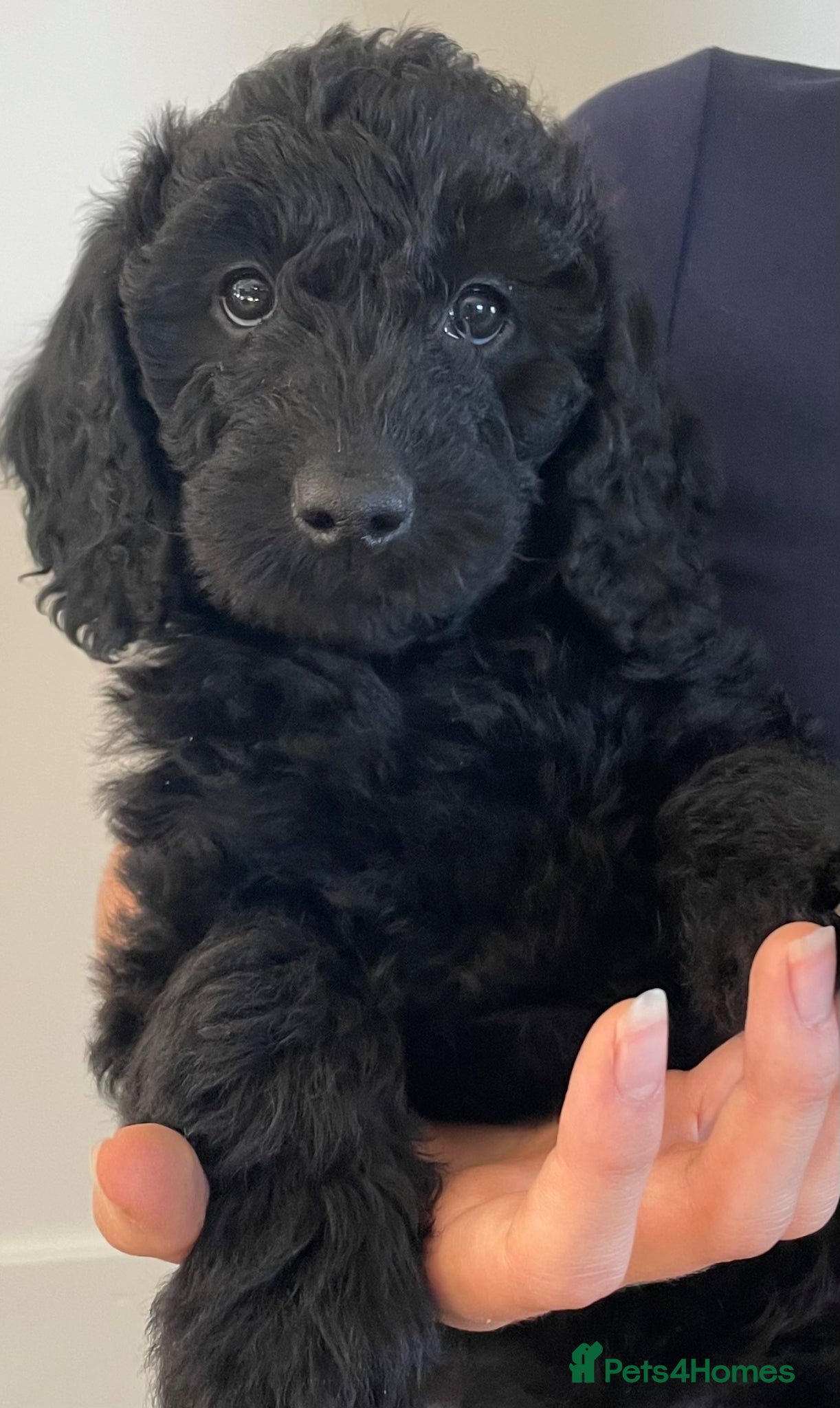 Labradoodle dogs Miniature F1b labradoodles- 2 available - Advert 11