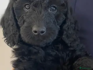 Labradoodle dogs Miniature F1b labradoodles- 2 available - Advert 11