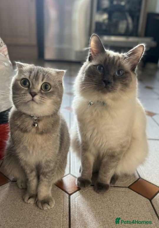 Mixed Breed cats Scottish fold x Ragdoll mix - Advert 1