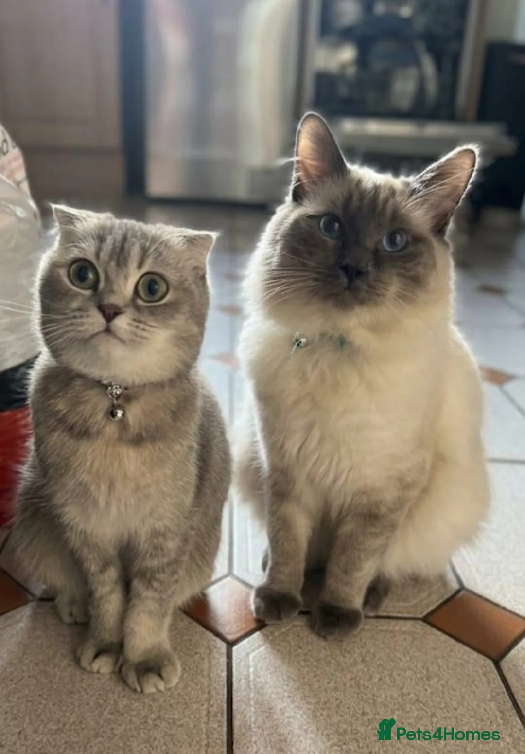Mixed Breed cats for sale: Scottish fold x Ragdoll mix - Advert 1