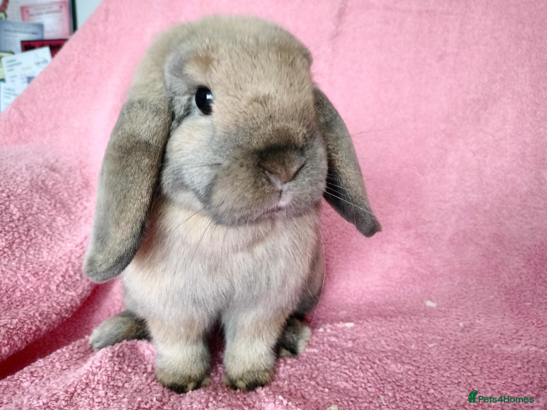 Mini Lop rabbits for sale: Mini lops for sale  - Advert 5