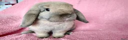 Mini Lop rabbits for sale: Mini lops for sale  - Advert 7