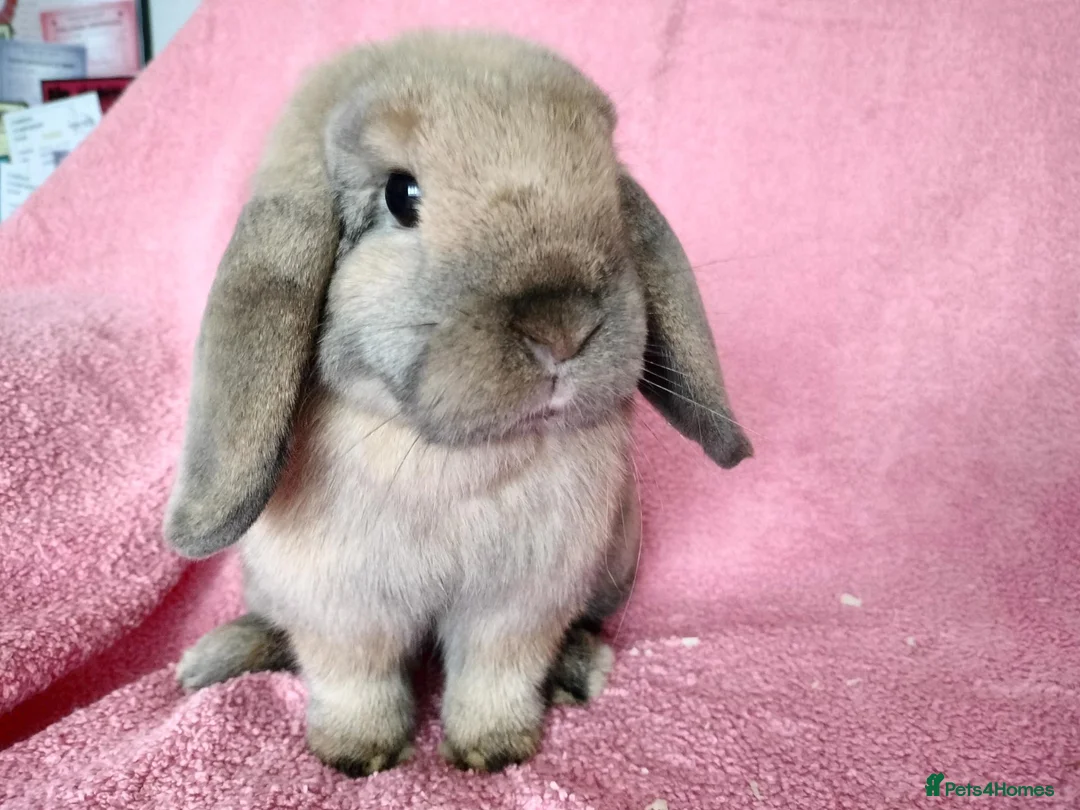 Mini Lop rabbits for sale: Mini lops for sale  - Advert 7
