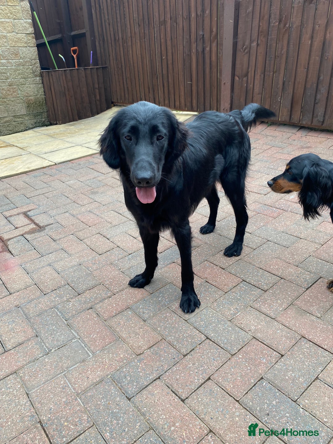 Flat coated Retriever dogs for sale: Beautiful flatcoat retriever girl  - Image 3