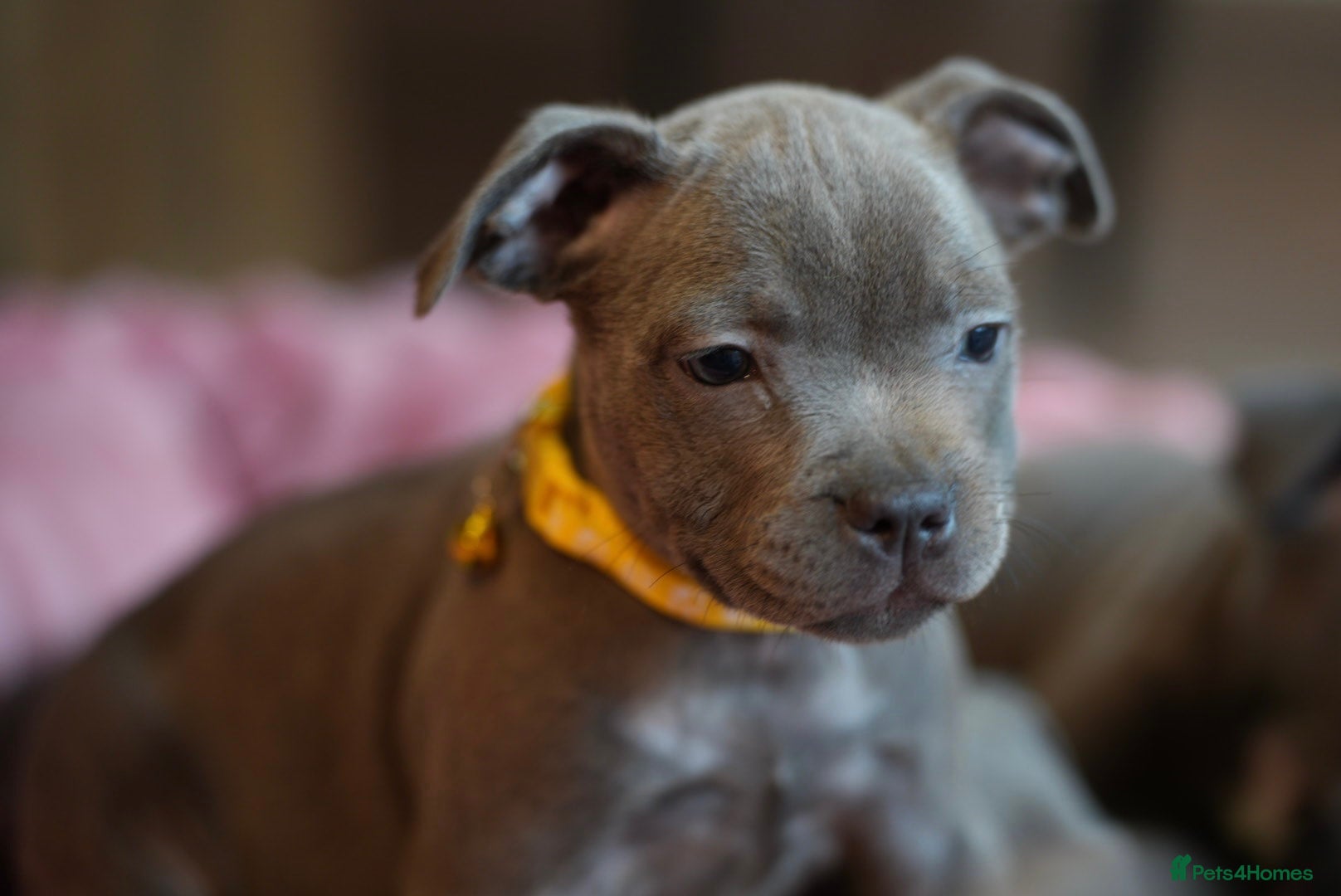 Staffordshire Bull Terrier dogs Stunning KC Staffy Puppies 🔥 - Advert 5