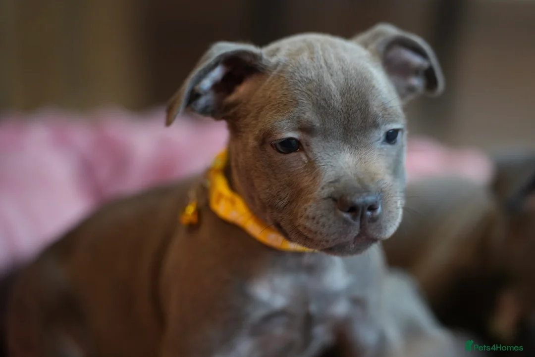 Staffordshire Bull Terrier dogs for sale: Stunning KC Staffy Puppies 🔥 - Advert 2