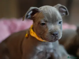 Staffordshire Bull Terrier dogs Stunning KC Staffy Puppies 🔥 - Advert 5