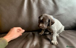 German Wirehaired Pointer dogs for sale: Pedigree GWP pups from strong working lines - Image 9