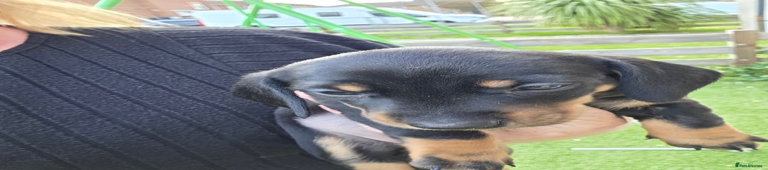 Miniature Dachshund Puppy 4