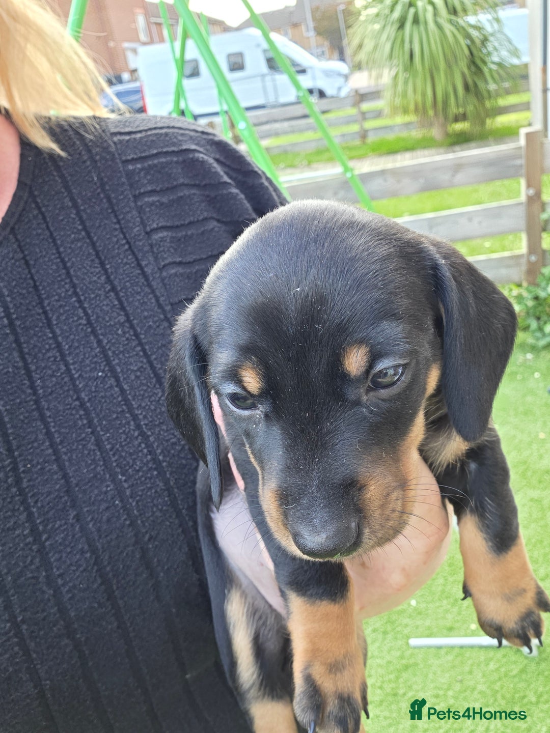 Miniature Dachshund dogs for sale: Miniature dachshund  - Image 4