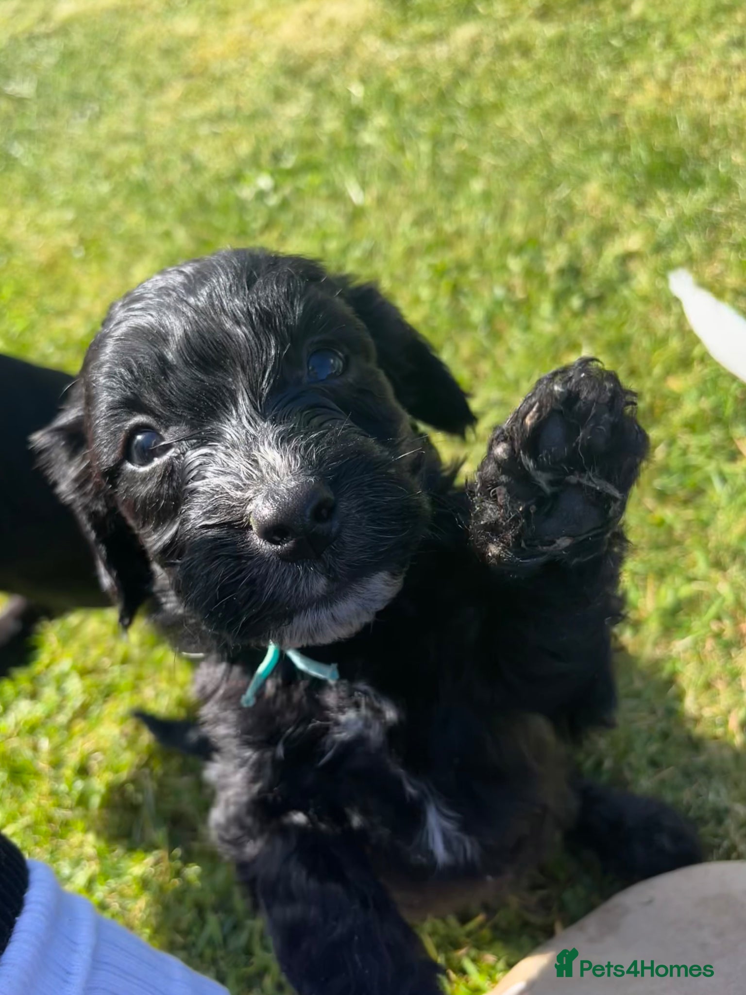 Mixed Breed dogs Sprockapoo puppies 🐶 🏠  - Advert 11