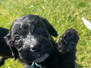 Mixed Breed dogs Sprockapoo puppies 🐶 🏠 - Advert 11