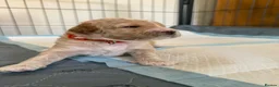 Mixed Breed dogs for sale: 🐾 Australian Double Doodle Puppies Expected 🐾 - Advert 9