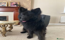 German Shepherd dogs for sale: RARE BLUE/BLACK KC REG GSD PUPS 💙 🐾 - Image 11