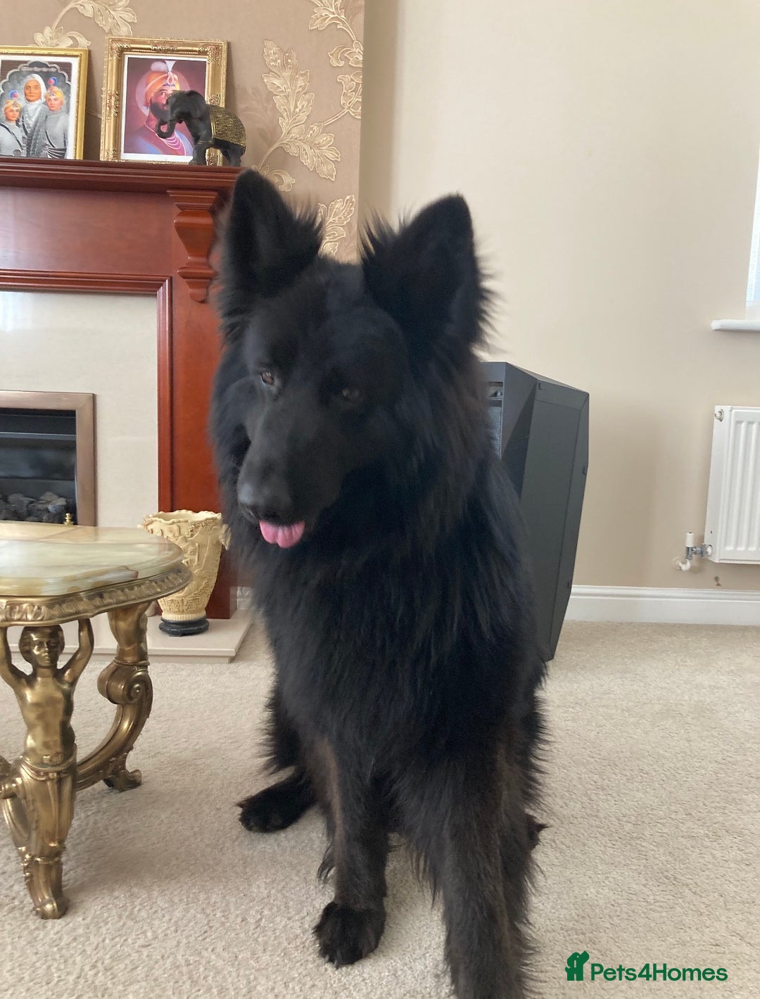 German Shepherd dogs for sale: RARE BLUE/BLACK KC REG GSD PUPS 💙 🐾 - Image 11